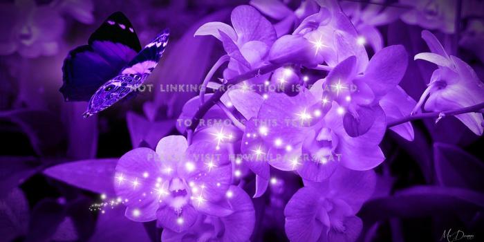 1920x1080 purple orchids firefox persona theme bright