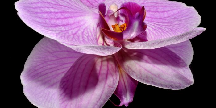 4096x3072 Download Purple Orchid Flower Reflection HD Wallpaper - Wallpapers