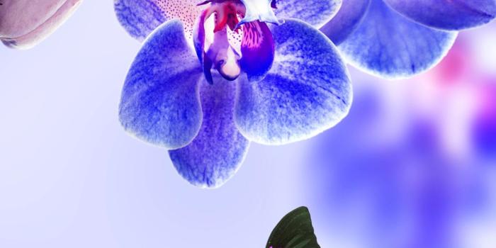 1440x2560 Wallpaper selected | Purple Orchid on the water | size > 1440x2560 pix