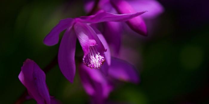 1332x850 Wallpaper macro, purple, Orchid images for desktop, section цветы