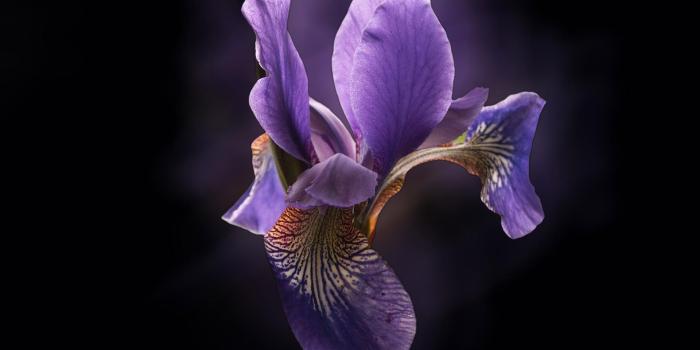 1920x1080 beautiful orchid flower images and wallpapers Download