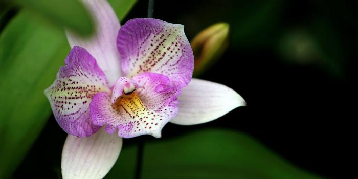 1920x1080 White and Purple Orchid Flower Wallpaper - Wallpaper Stream
