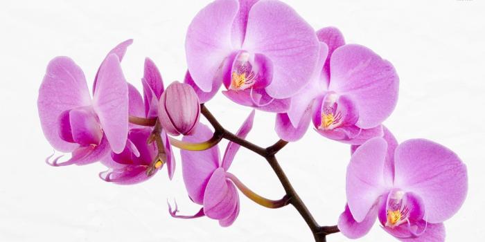 1920x1080 Wallpaper orchids Gallery
