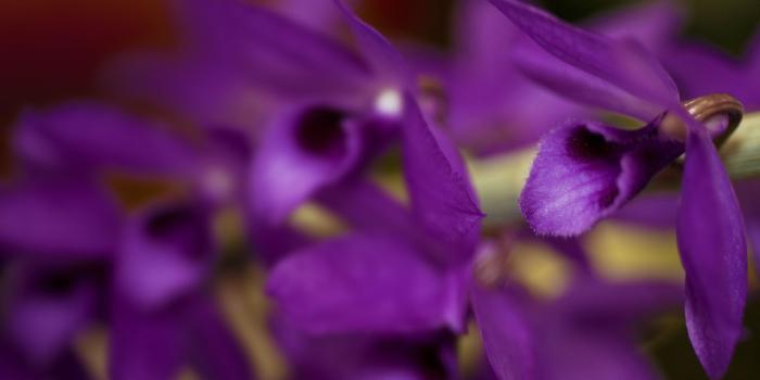 2560x1600 Purple Orchid HD wallpaper « HD Wallpapers