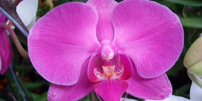 1200x900 Purple Orchid | definition type | wallpaper download to your desktop