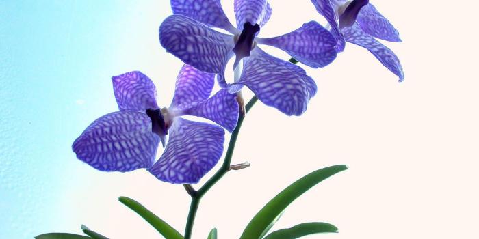 1920x1080 Flowers: Flower Orchid Purple Orchids Nature Delicate Wallpaper