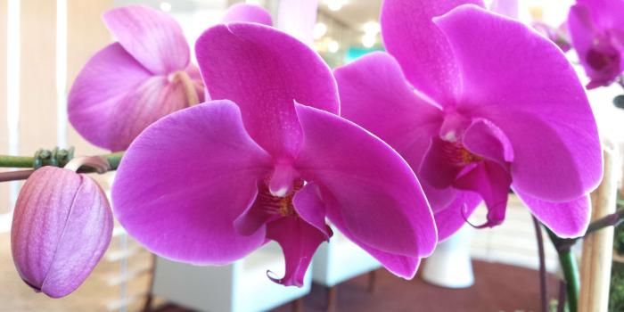 3840x2160 3097398 3840x2160 orchids, purple flowers, purple orchids 4k