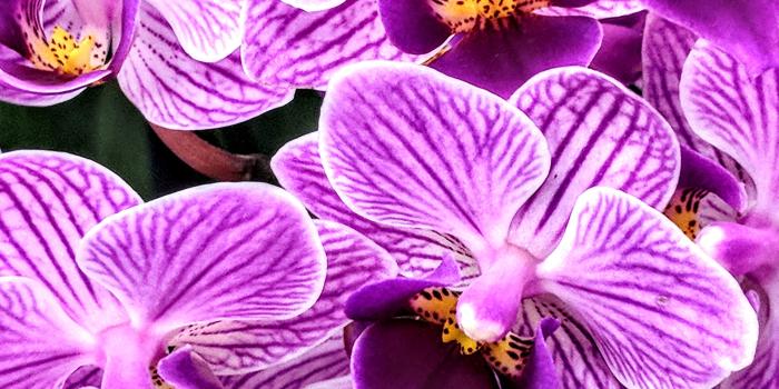 2998x2613 Purple Orchids - Free Stock Photo, Image, Wallpaper, HD Picture