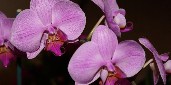1920x1200 Purple Orchid Wallpapers (68+ background pictures)
