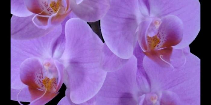 800x1280 Purple Orchid Video Wallpaper for Android - APK Download
