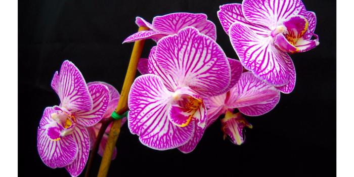 3840x2160 White and Purple Orchids 4K wallpaper