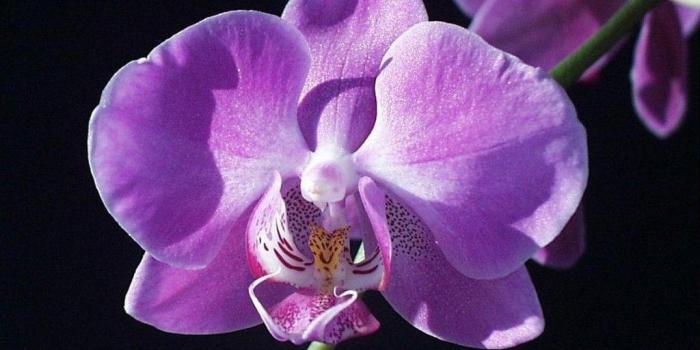 1024x768 24631 purple orchid wallpaper