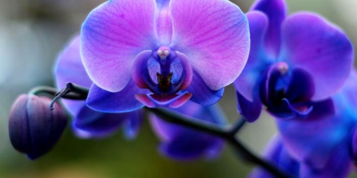 1440x1029 Blue And Purple Orchid Wallpaper | Wallpapers Gallery