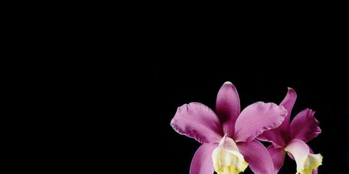 1024x768 Flower Purple Orchid Black Hd Iphone Wallpaper ~ Flower HD 16:9 High