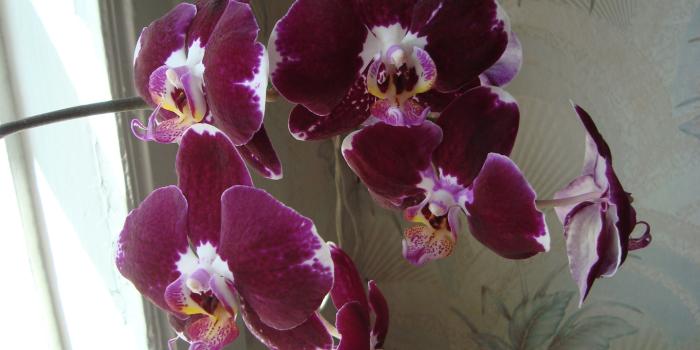 2880x1800 Wallpaper Purple orchid, flowers 2880x1800 HD Picture, Image