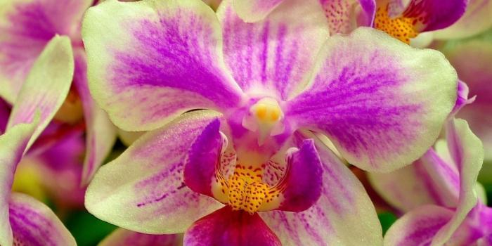 1600x1200 White and purple orchids wallpapers | Freshwallpapers