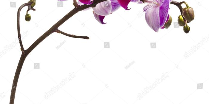 1500x1600 Purple Orchid on the water | 111 Wallpapers