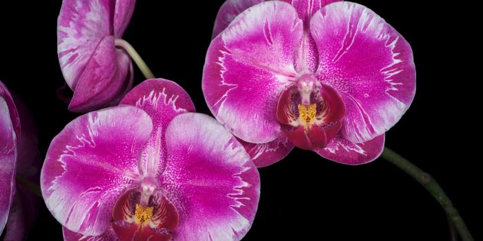 3200x2100 Purple orchid HD wallpaper | Wallpaper Flare