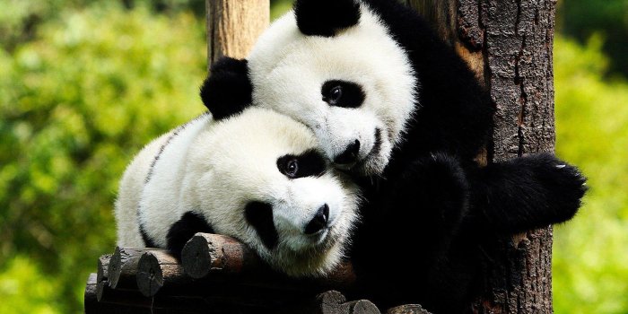 1920x1200 Panda Bear Wallpapers