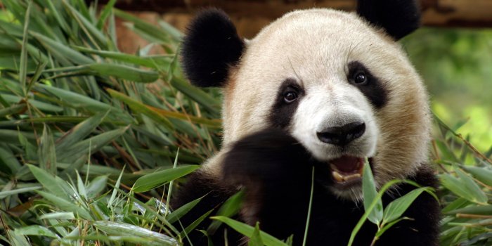 2880x1800 69+ Panda Bear Wallpapers on WallpaperPlay