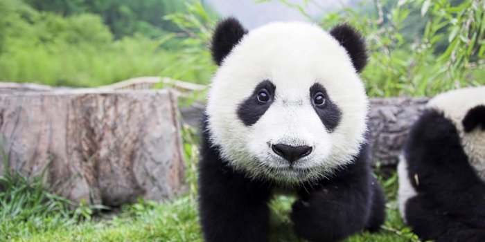1920x1200 Panda Bear Wallpapers