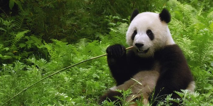1600x1200 Panda Bear Eating Bamboo Wallpaper | Animals | Panda wallpapers