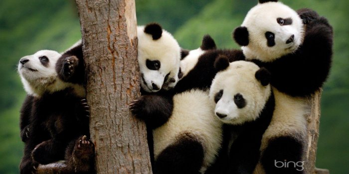 1920x1200 Panda Bear Wallpapers - Top Free Panda Bear Backgrounds