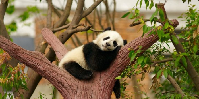 1920x1080 69+ Panda Bear Wallpapers on WallpaperPlay