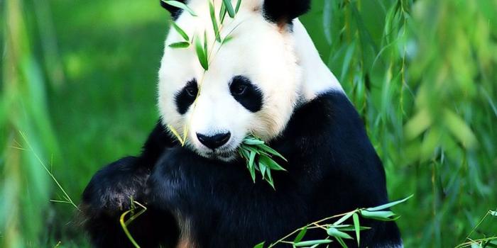1280x1024 Panda Bear Wallpapers - Top Free Panda Bear Backgrounds - WallpaperAccess