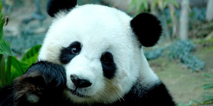 2880x1800 Sad Panda Bear HD Wallpaper - WallpaperFX