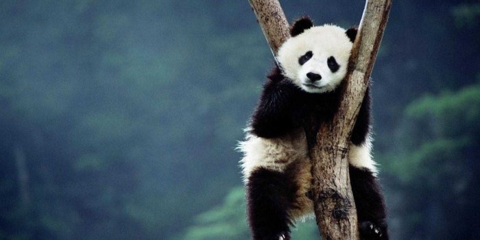 1920x1200 69+ Panda Bear Wallpapers on WallpaperPlay