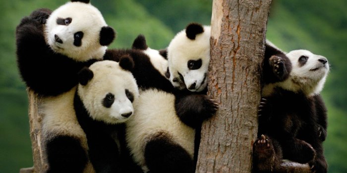 1920x1200 Baby Panda Bear Wallpaper (57+ images)