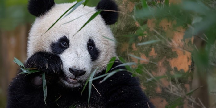 1920x1280 cute panda bear wallpaper | WallpaperFool
