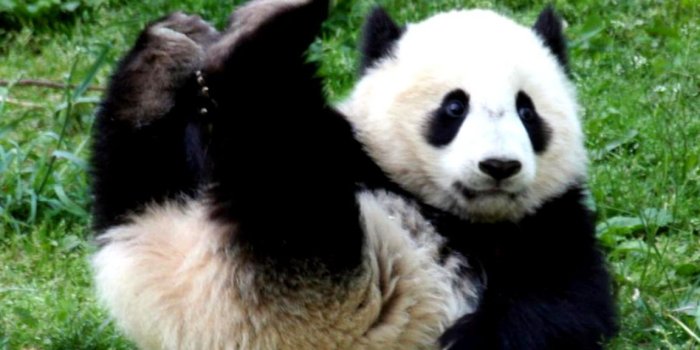 1152x736 Lovable Panda Bear Hd Wallpaper Free Download | Room Wallpapers