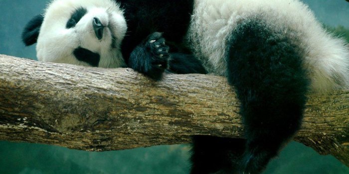 1024x768 Panda Bear Wallpapers High Resolution #725LCQE | WallpapersExpert.com