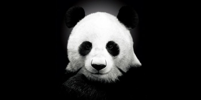 1920x1080 Panda Bear ❤ 4K HD Desktop Wallpaper for 4K Ultra HD TV • Tablet