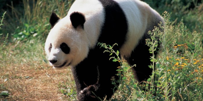 5110x3420 3311779 Panda, Bear, Grass wallpaper and background | Animal