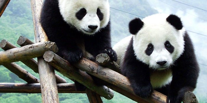 1024x768 Free download Panda Wallpaper Cute Panda Bears Photos [1024x768] for