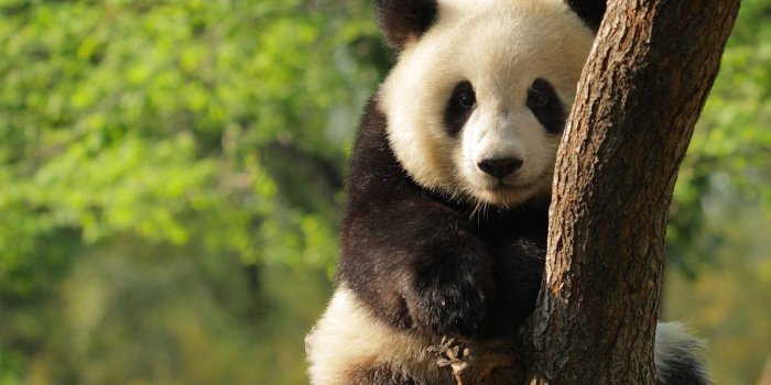 2560x1600 Panda Bear Wallpapers - Top Free Panda Bear Backgrounds