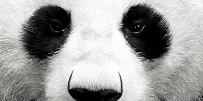1080x1920 Panda bear - Best htc one wallpapers, free and easy to download