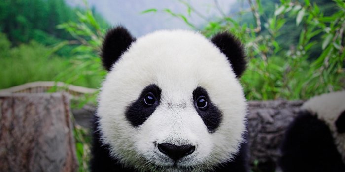 1920x1200 Panda Bear Wallpapers