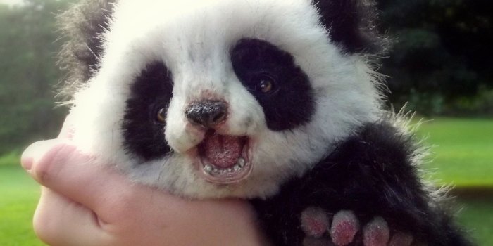 3500x2833 Panda bear HD wallpaper | Wallpaper Flare