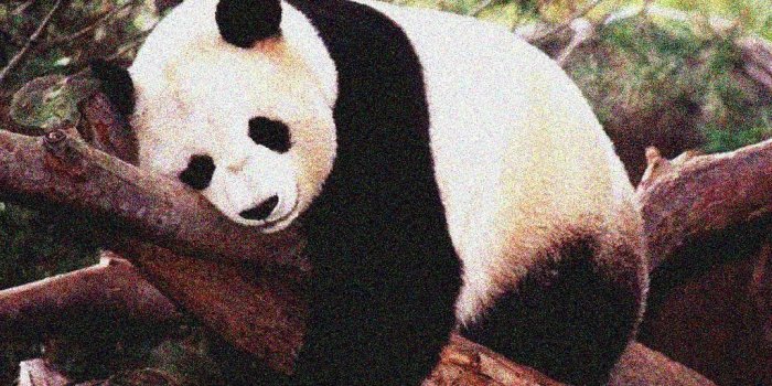 1024x768 panda-bear-wallpaper | HerpDerp>:D