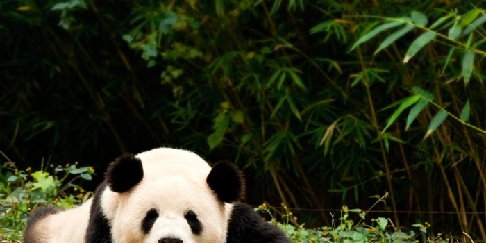 1280x1024 Wallpapers Giant panda Bears animal