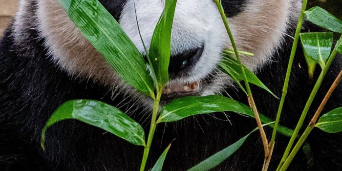 1350x2400 Download wallpaper 1350x2400 panda, bamboo, food, bear iphone 8+/7+