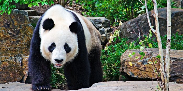 1920x1080 Cute Panda Photo Tumblr. | NATURE | Panda wallpapers, Bear wallpaper