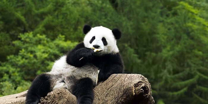 1920x1200 panda, Bear Wallpapers HD / Desktop and Mobile Backgrounds