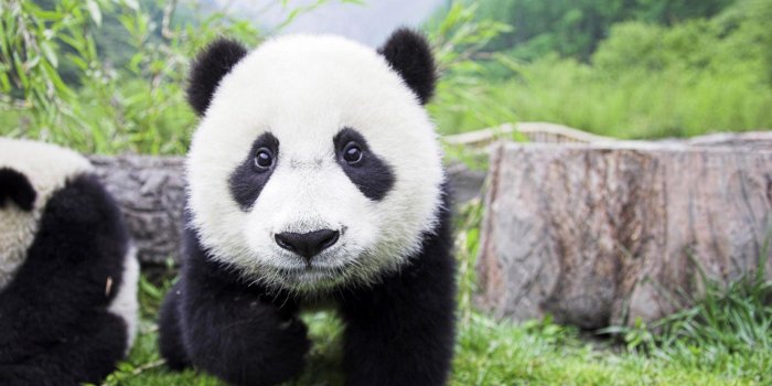 2560x1440 Baby Panda Wallpaper - Wallpapers Browse