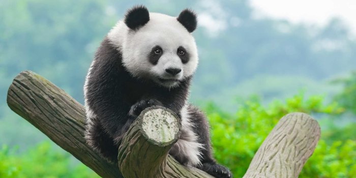 1920x1200 69+ Panda Bear Wallpapers on WallpaperPlay