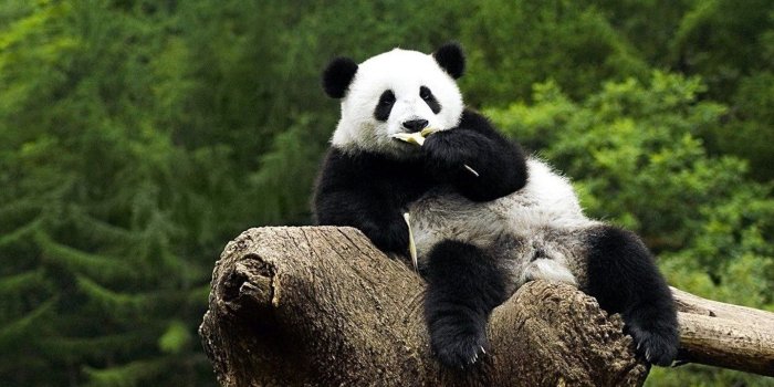 1440x900 Panda Bear Wallpapers Desktop Background